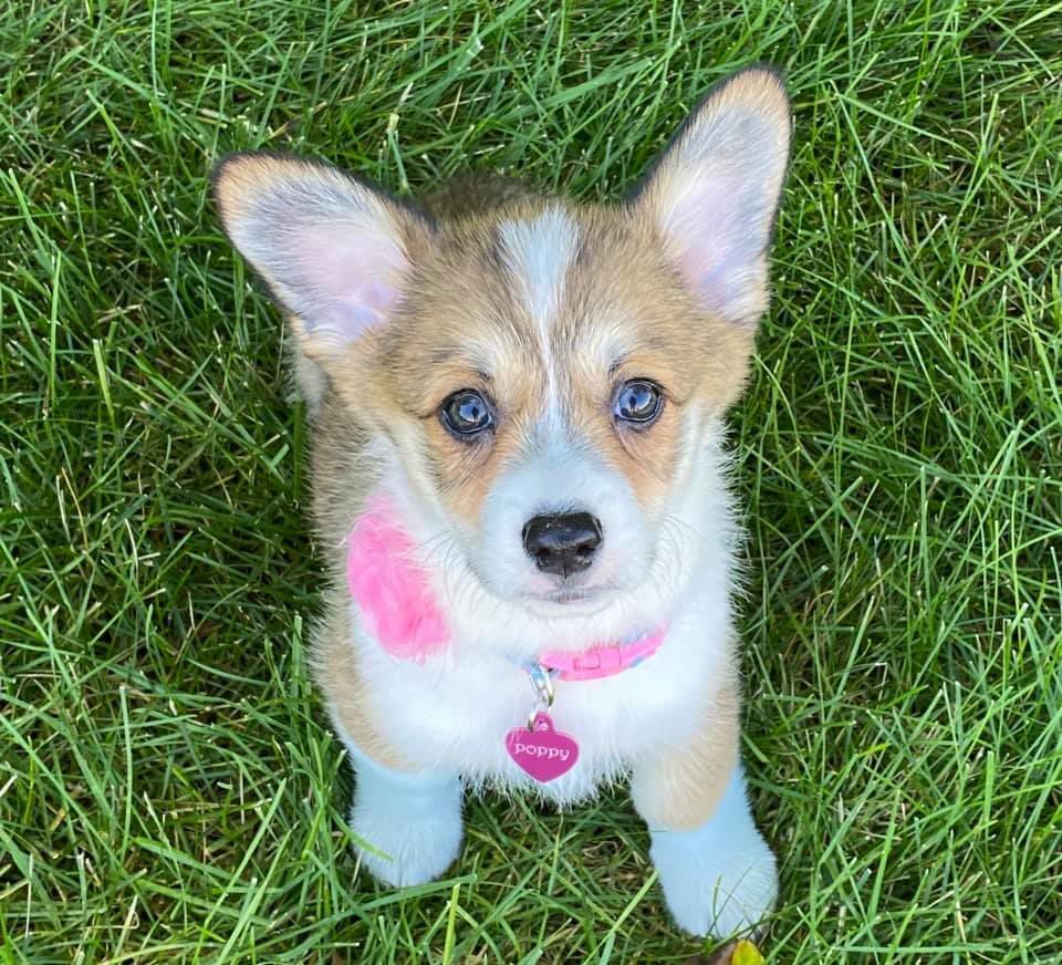 Poppy, submitted by Heather Winfrey-Richman